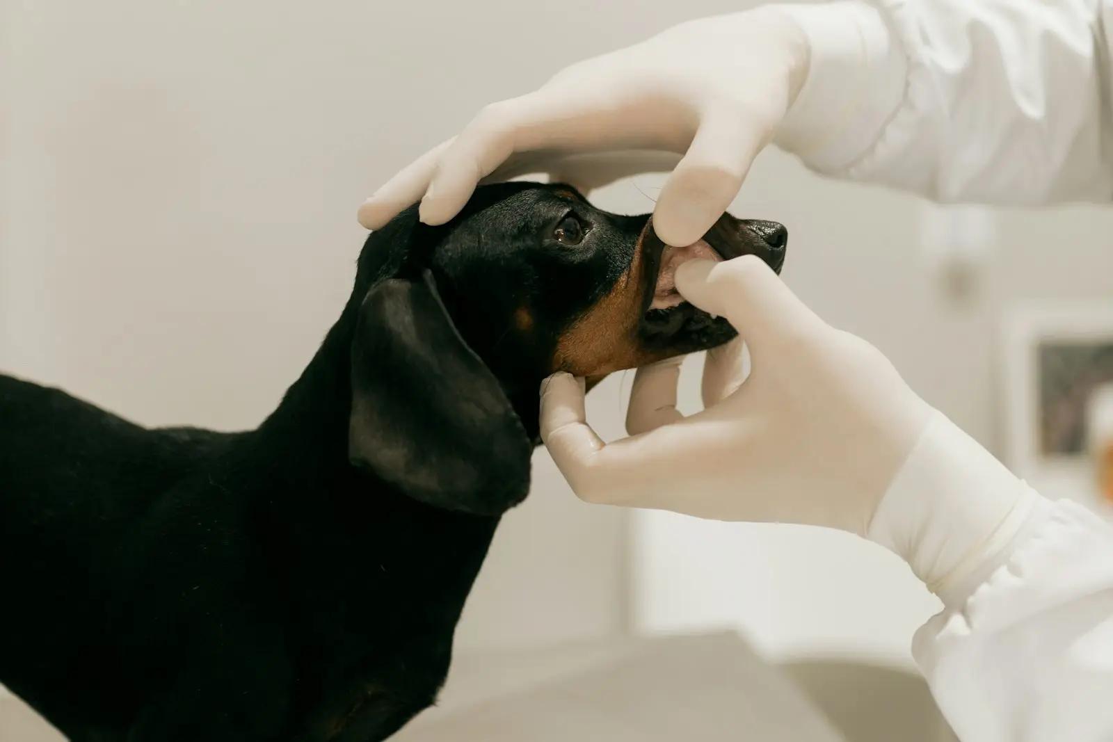 Veterinær med hansker som undersøker munnen til en svart dachshund